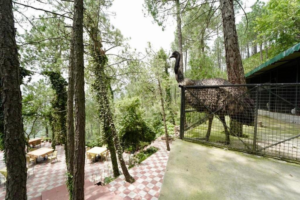 Nature View Resort !! A Four Star Lavish & Luxury Resort Chail Buitenkant foto